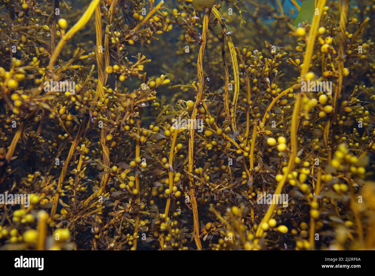 Brown alga Japanese wireweed, Sargassum muticum close-up, underwater in the ocean, Eastern Atlantic, Spain Stock Photo