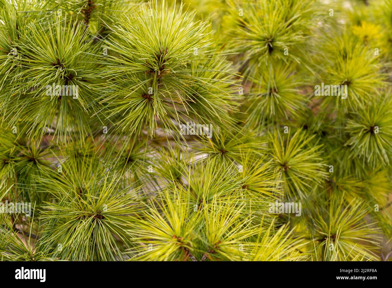 Closeup shot of a pine plant Stock Photo