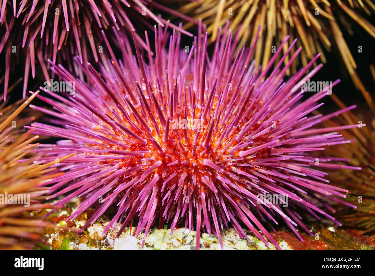 Purple sea urchin Paracentrotus lividus close up, underwater in the Atlantic ocean, Spain Stock Photo