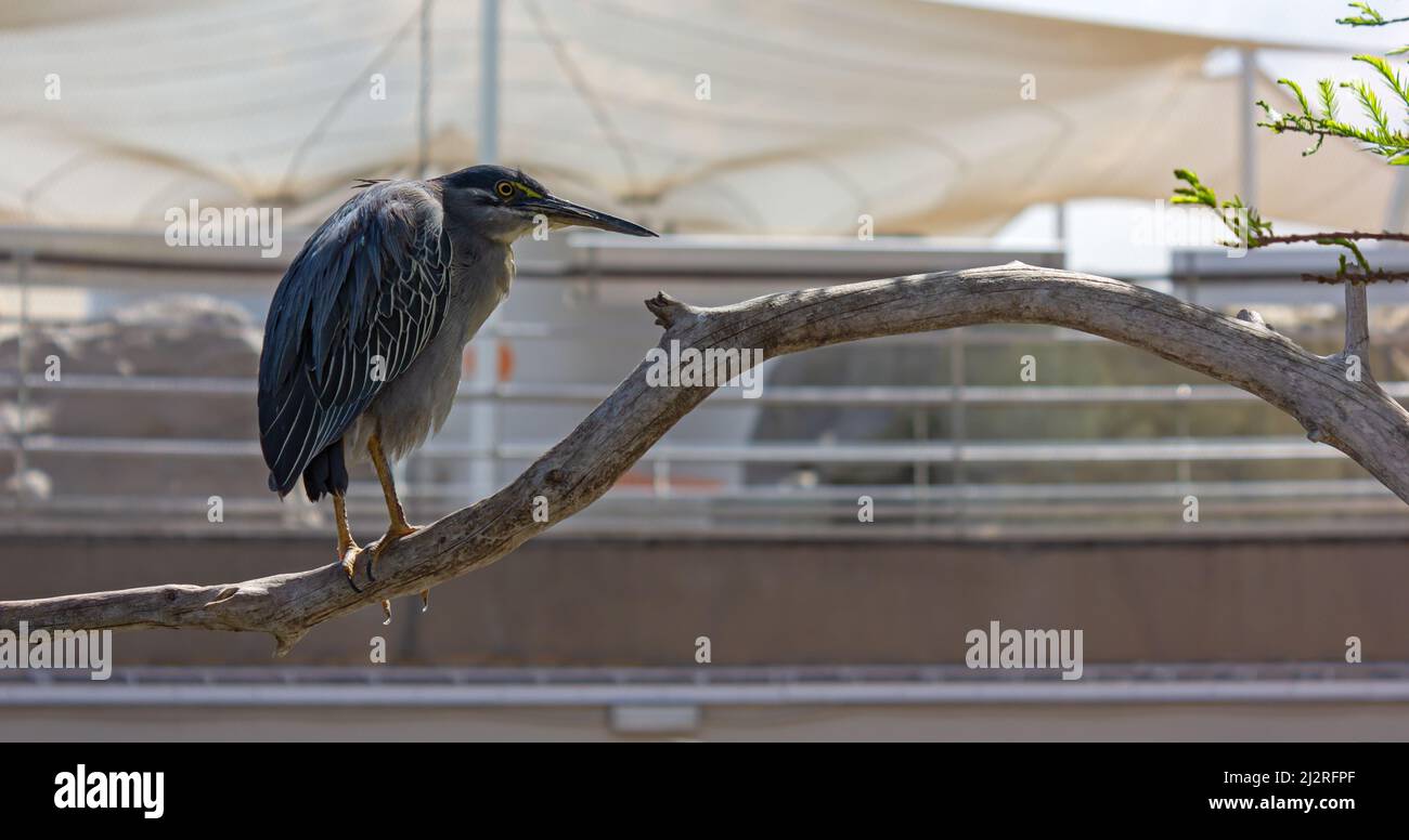 Green heron perched on a dry branch at the at the aviar inside the Oceanogràfic aquarium in Valencia, Spain Stock Photo