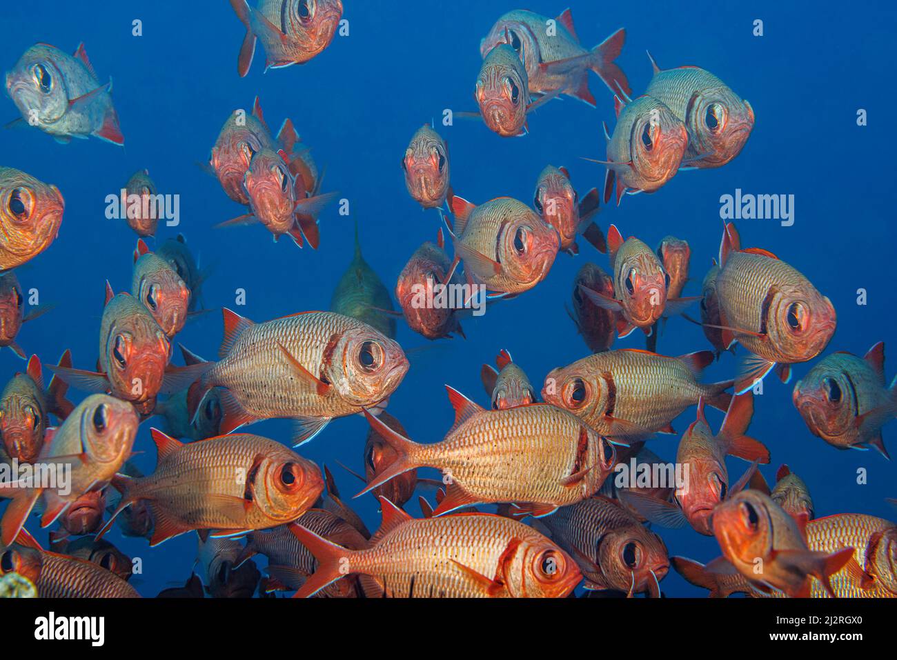 A school of shoulderbar soldierfish, Myripristis kuntee.   Hawaii. Stock Photo