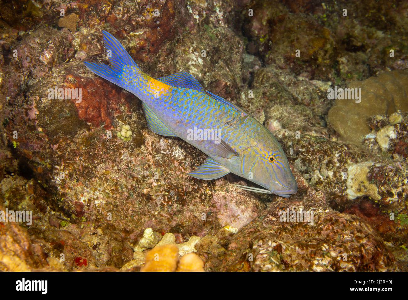 The blue goatfish, Parupeneus cyclostomus, is also known as the yellow or goldsaddle goatfish, Hawaii. Stock Photo
