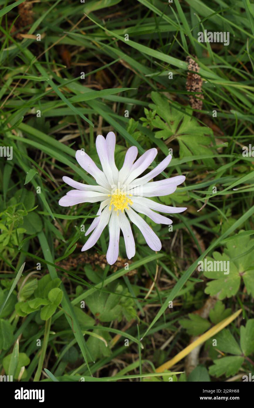 White flower with long petals Stock Photo Alamy