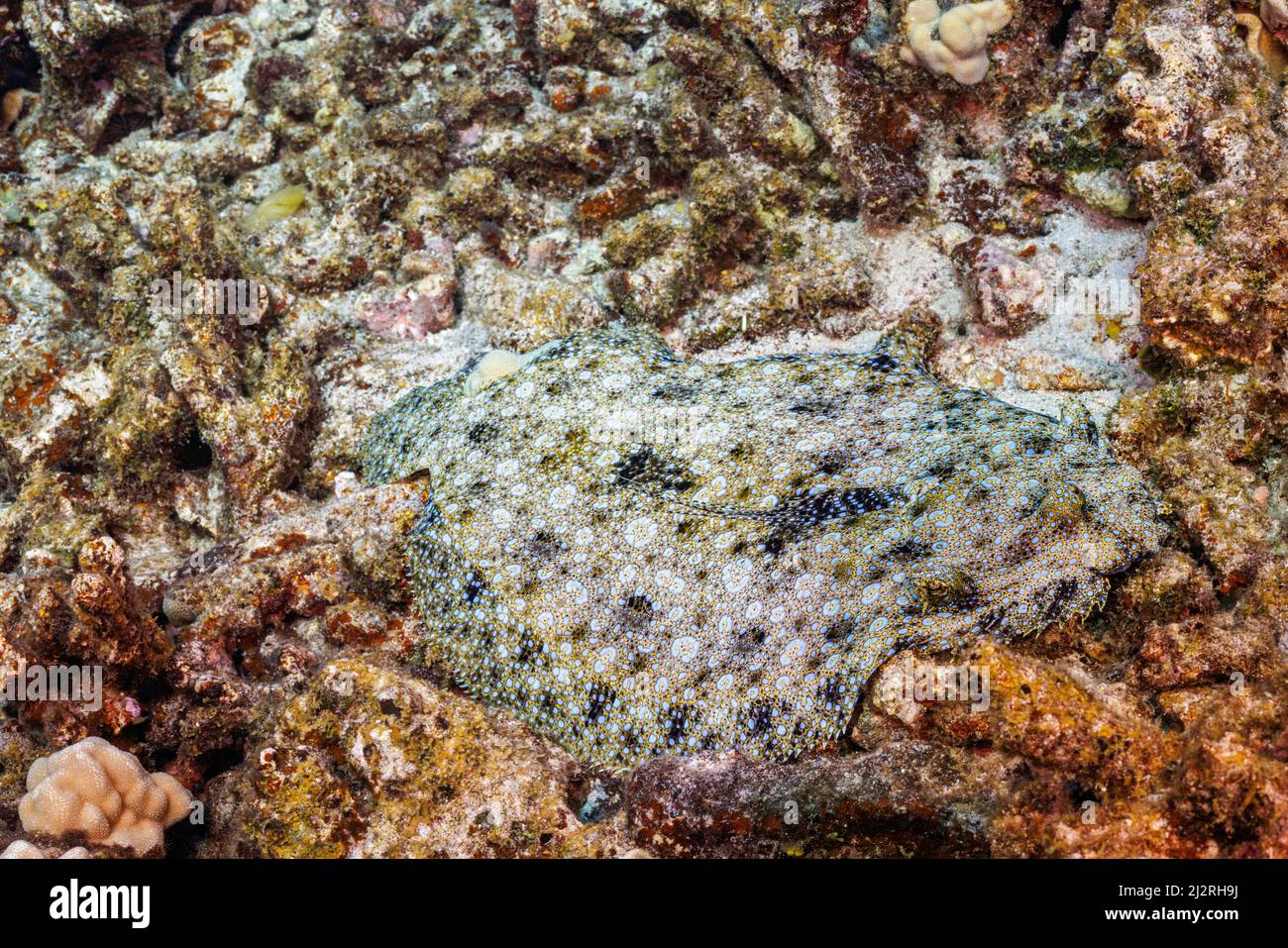 The peacock flounder, Bothus mancus, is a member of the largest family of flatfish, Bothidae.  All members of this group are known as Òleft sideÓ flou Stock Photo