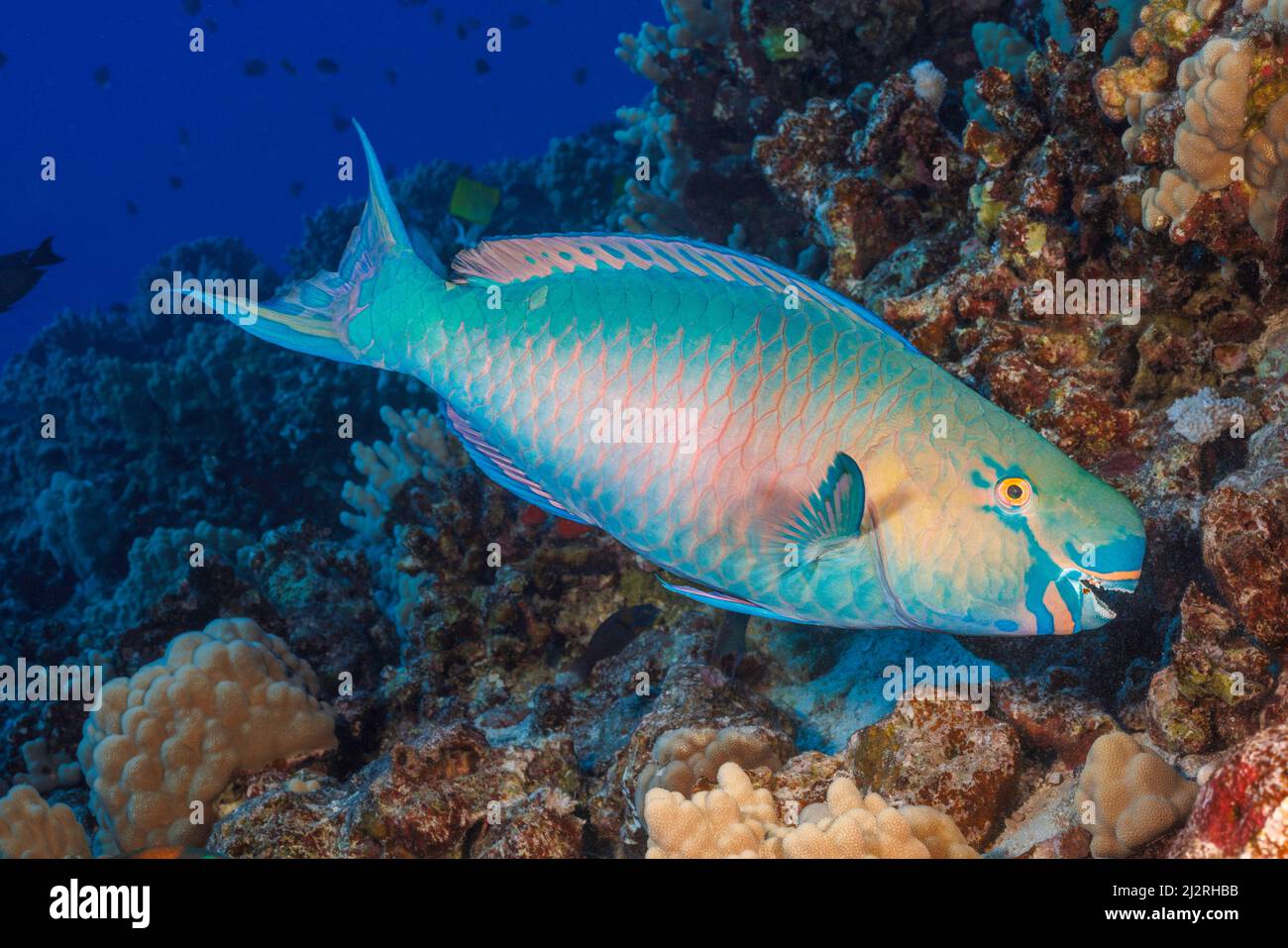 The terminal or final phase of a supermale ember parrotfish, Scarus rubroviolaceus, Hawaii. This species is sometime referred to as a redlip parrotfis Stock Photo