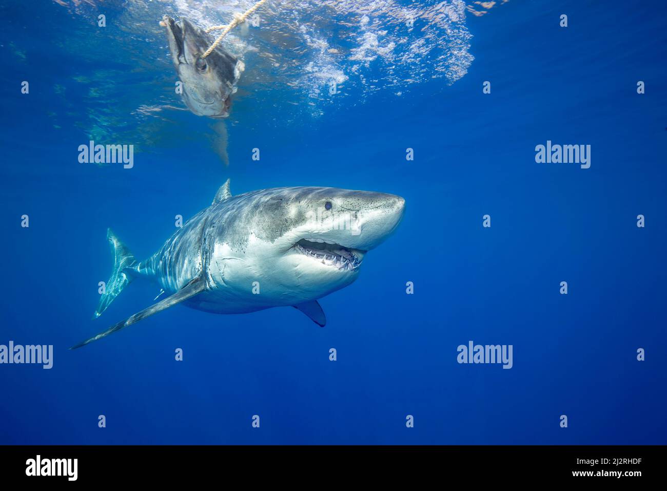 The head of a wahoo is used to attract this great white shark, Carcharodon carcharias, photographed off Guadalupe Island, Mexico. Stock Photo