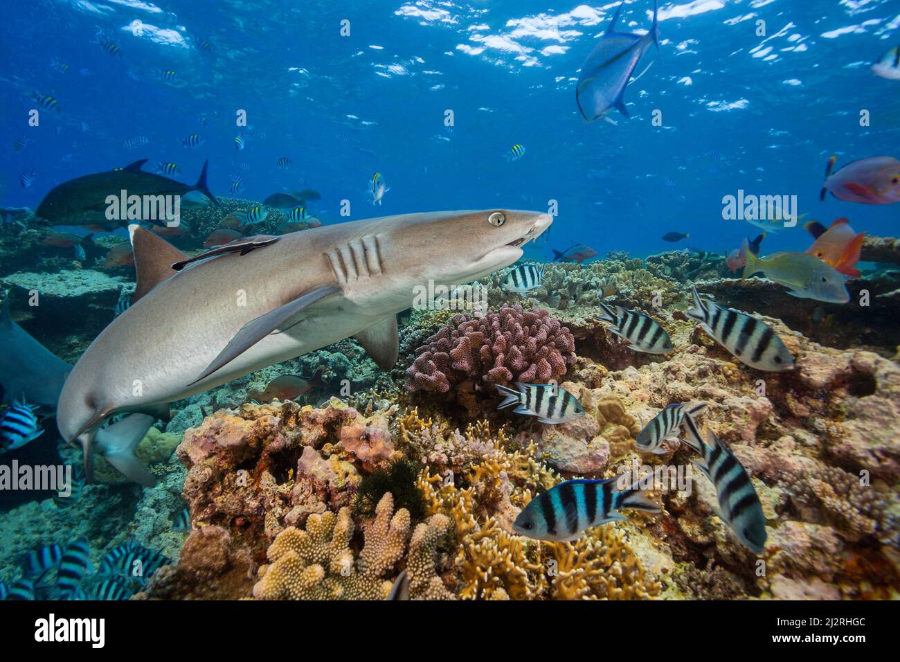 A whitetip reef shark, Triaenodon obesus, along with a many reef fish patrol the edge of the shallows in Bequ Lagoon, Viti Levu, Fiji. This is what a Stock Photo