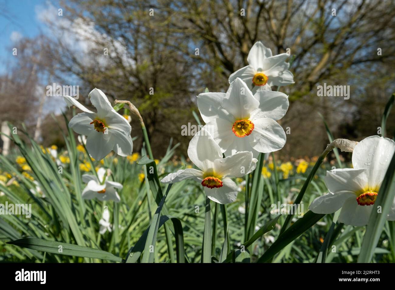 White Poet's Narcissus daffodil flowers (Narcissus poeticus, Pheasant's Eye) with yellow and red centre, photographed in Magdelen Meadow, Oxford, UK. Stock Photo