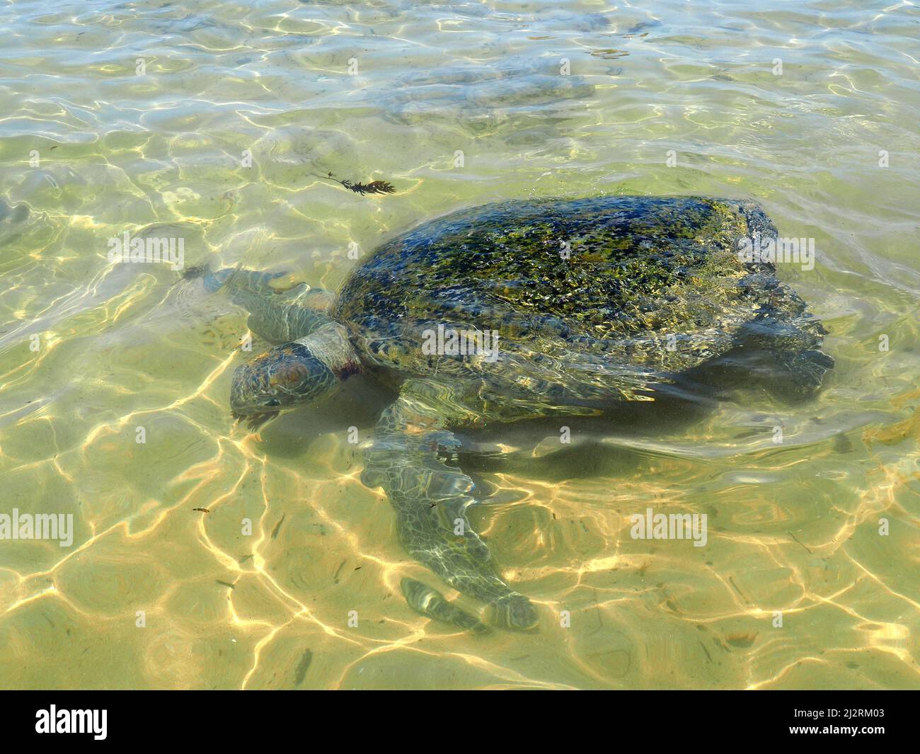 Green sea turtle, Pacific green turtle, Grüne Meeresschildkröte ...