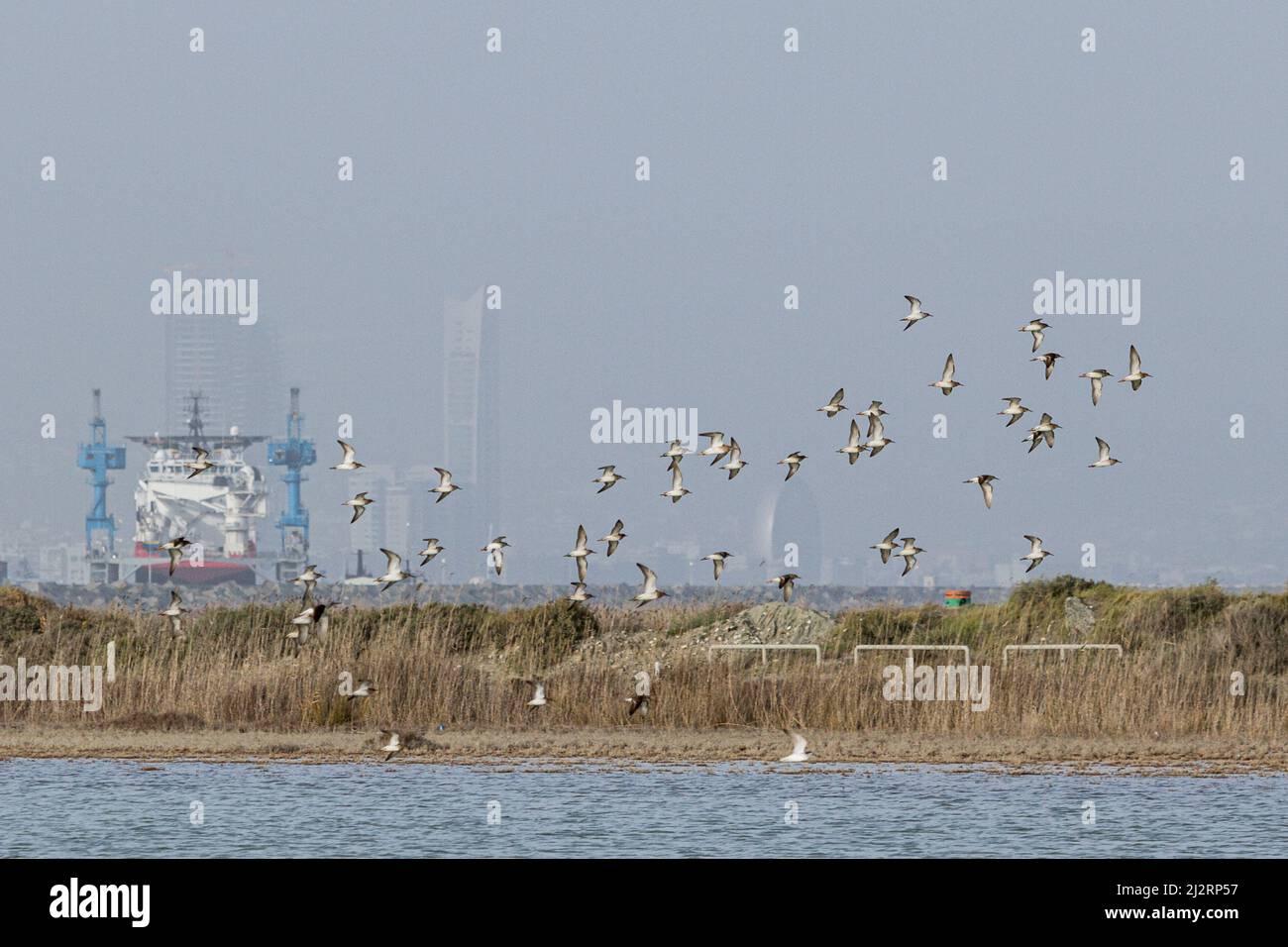 A flock of birds are seen flying in the salt lake of Lady's Mile area