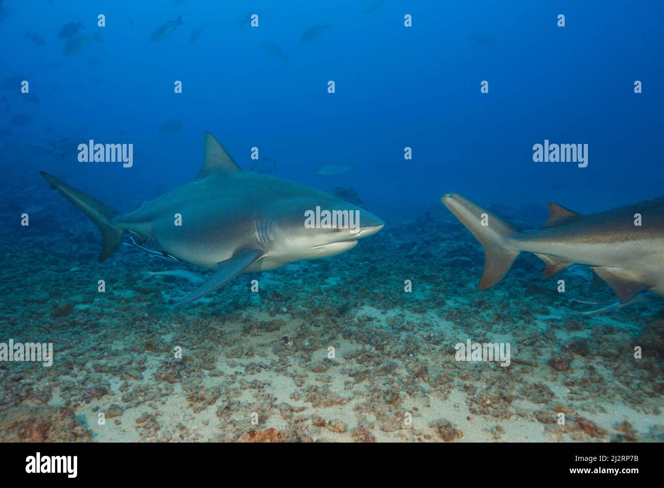 A pair of bull sharks, Carcharhinus leucas, Bequ Lagoon, Viti Levu, Fiji.  This species is known for it's ability to survive in fresh water where it g Stock Photo