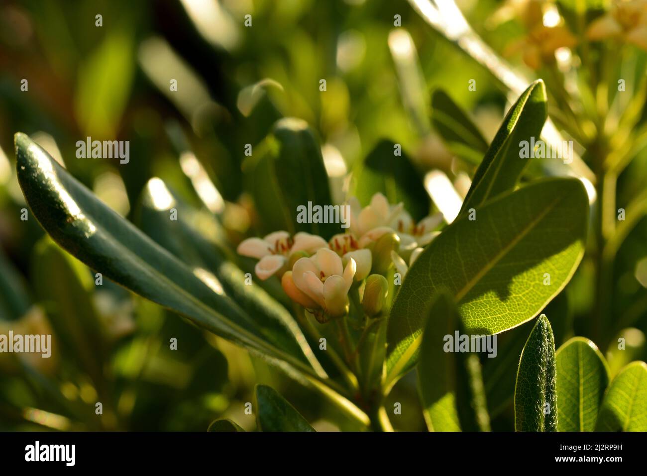 Pittosporum flower at spring Stock Photo