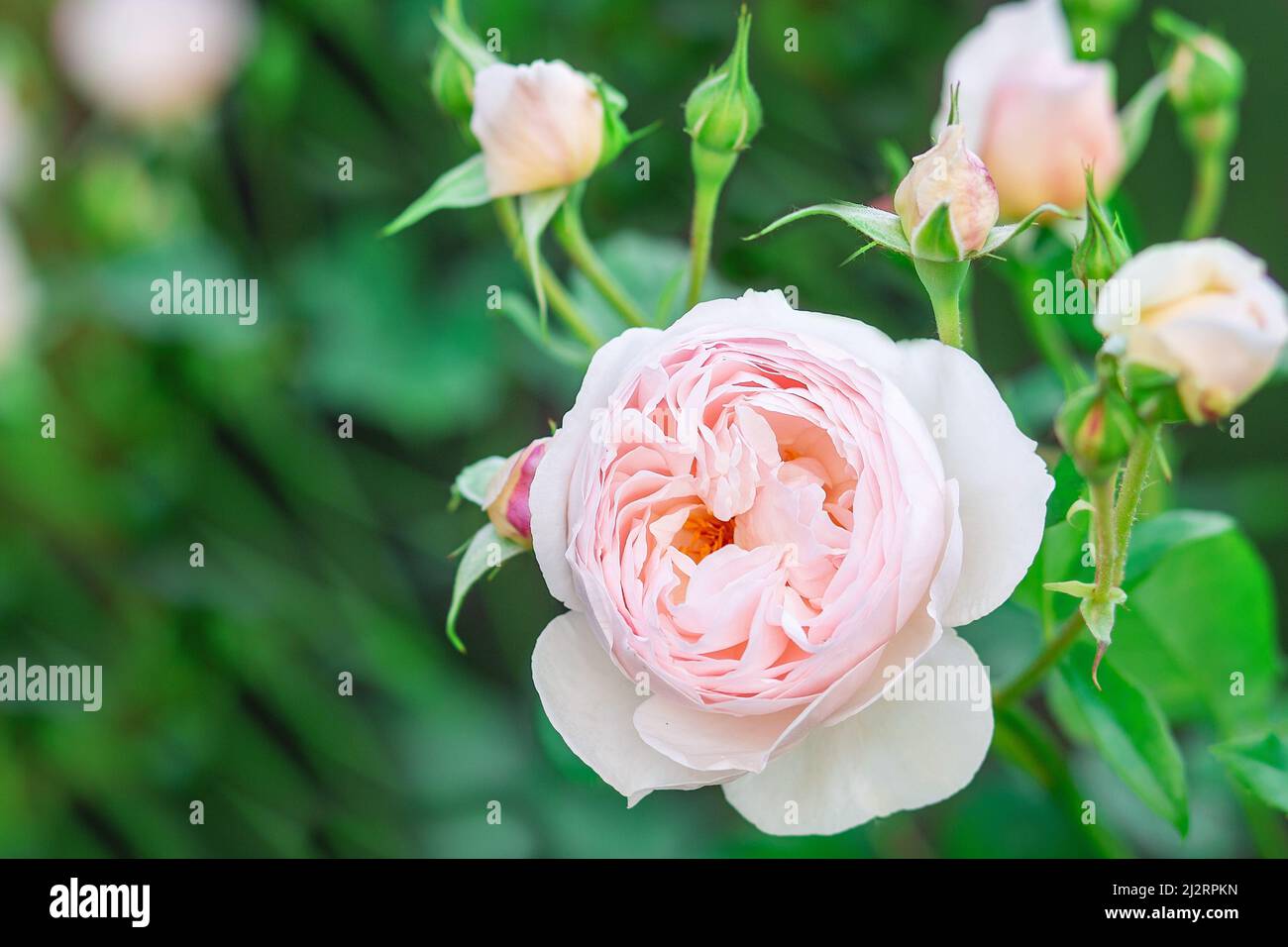 Charming pink English rose Austin in the garden with closed buds. Stock Photo