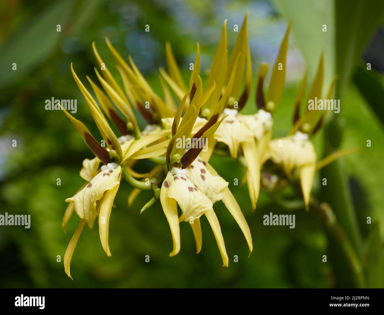 A tiny yellow cluster Brassia Peruvania orchid flowers Stock Photo