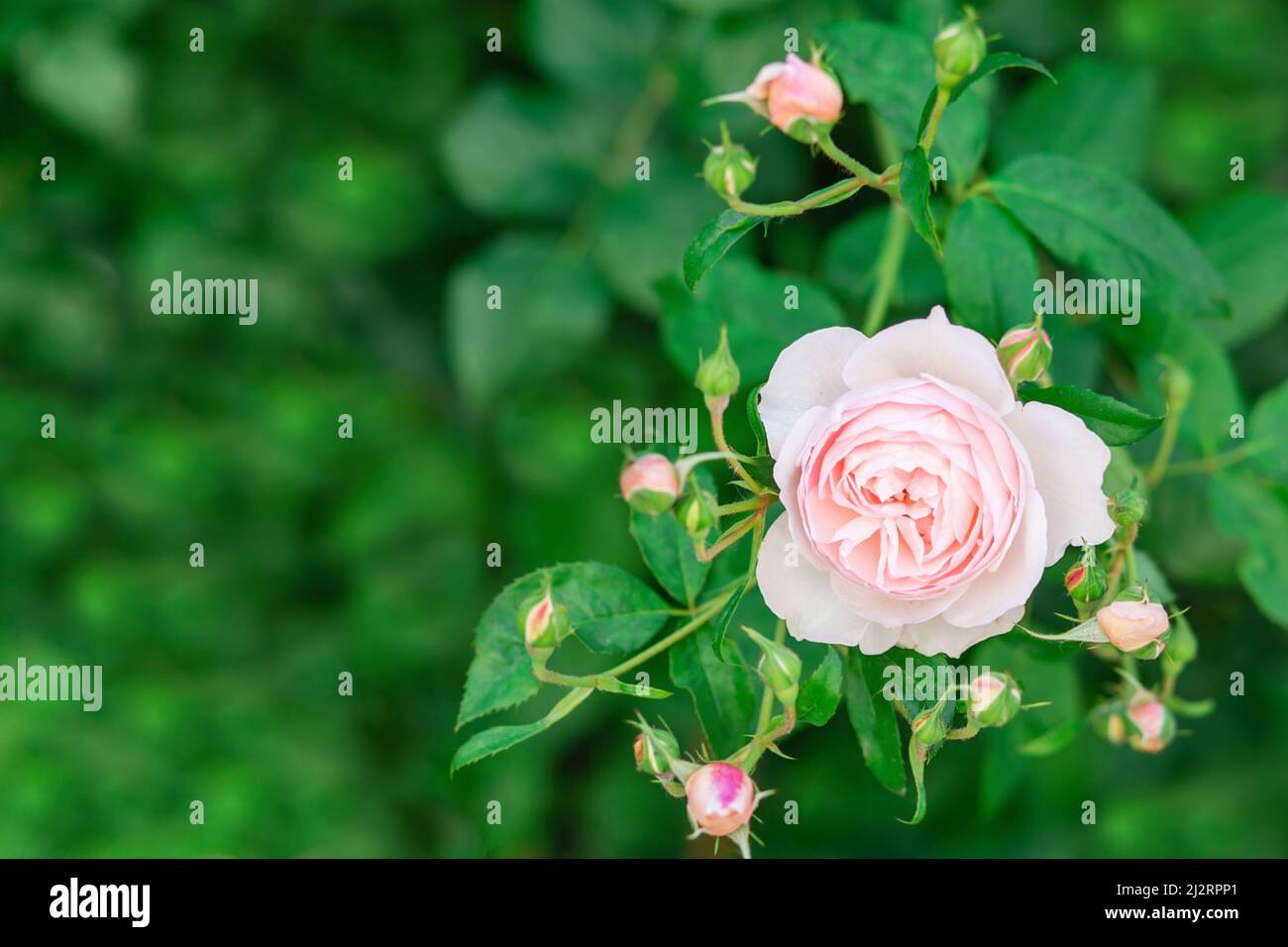 Charming pink English rose Austin in the garden with closed buds. Stock Photo