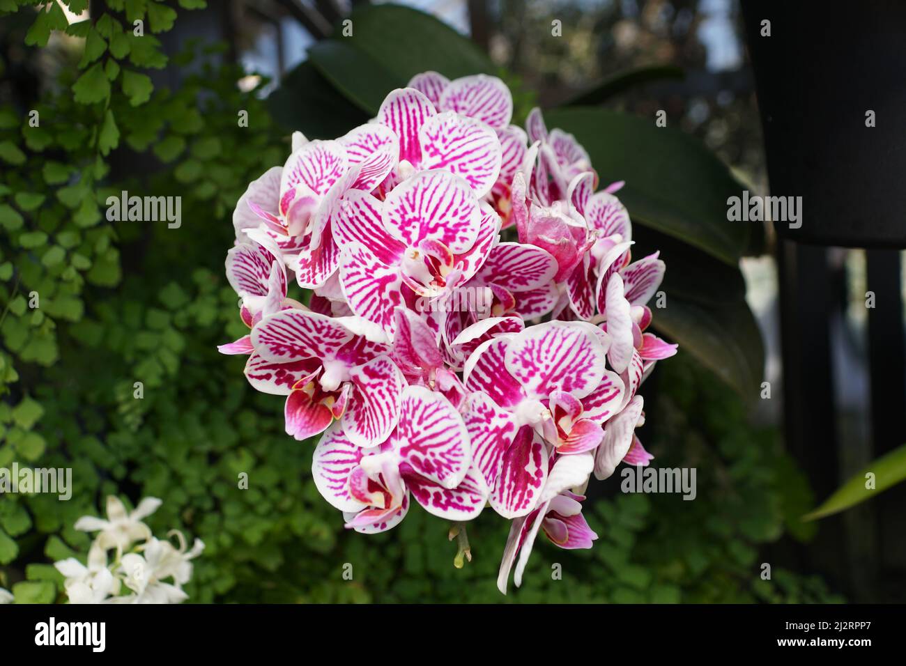 Beautiful white and pink color of Phalaenopsis Taida's King Caroline Little Zebra orchids Stock Photo