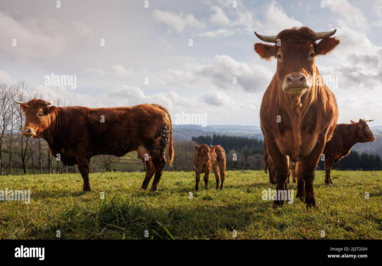 Brown cows and cattle on green pasture farmland Stock Photo - Alamy
