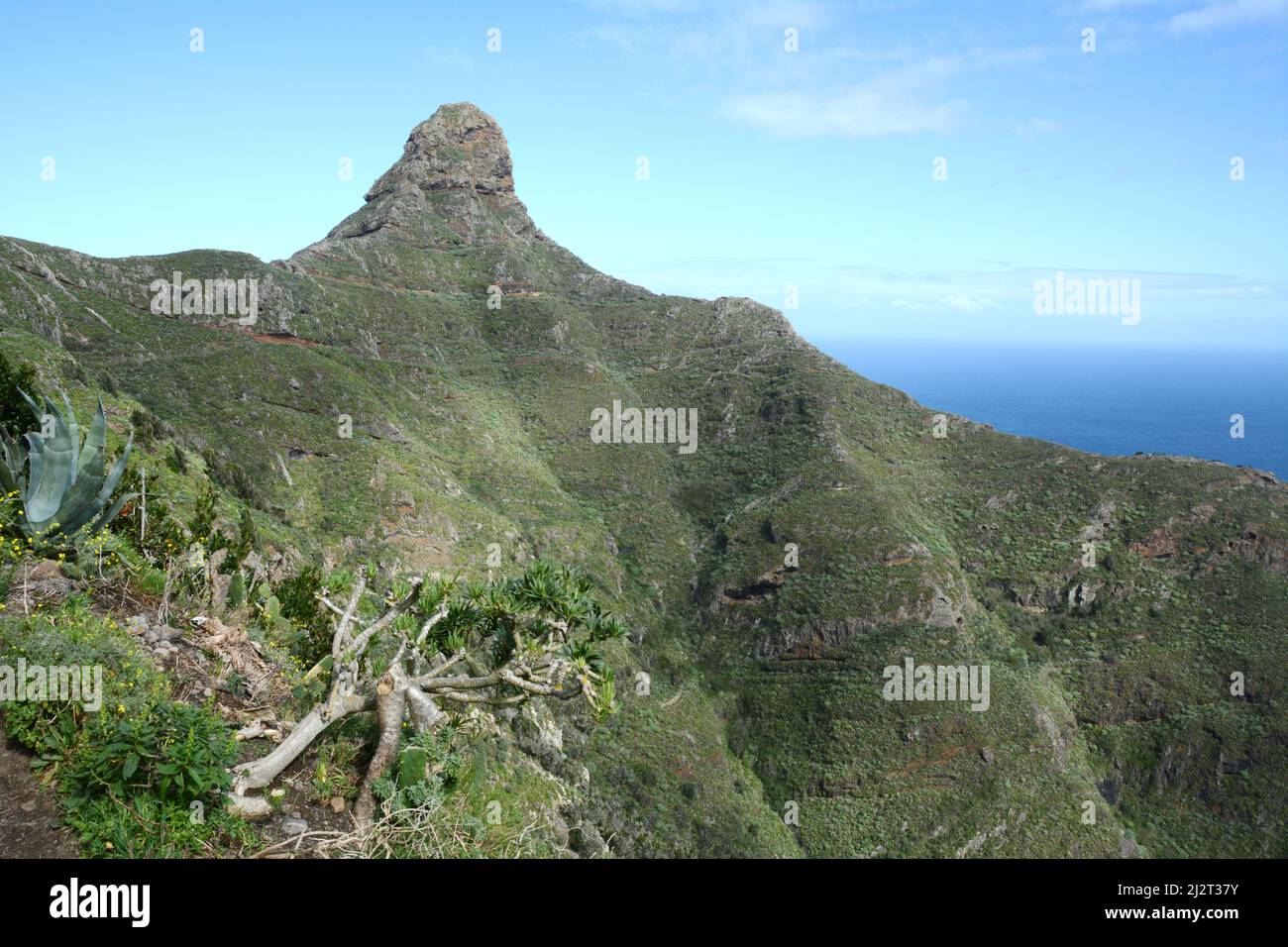 On the hiking trail leading to Roque de Taborno peak in the Anaga Mountains of Tenerife, Anaga Rural Park, Canary Islands, Spain. Stock Photo