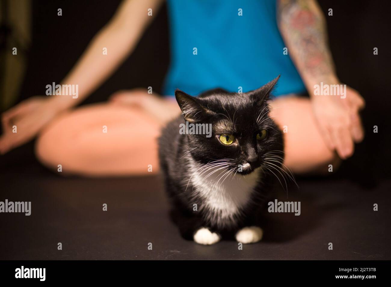 Black cat in front of girl. Yoga with your pet. Morning meditation with animal. Background is in harmony with world. Stock Photo