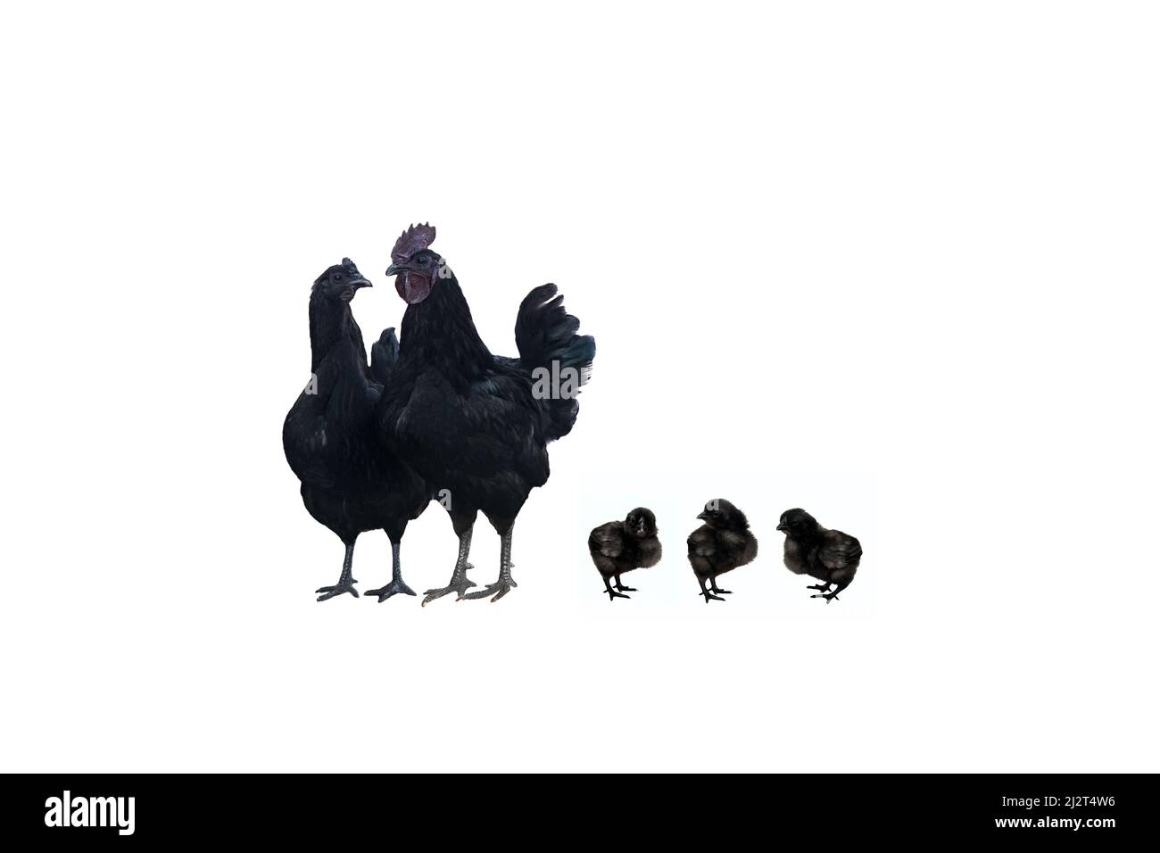 Family of black hens of the dongxiang breed on a white background Stock Photo