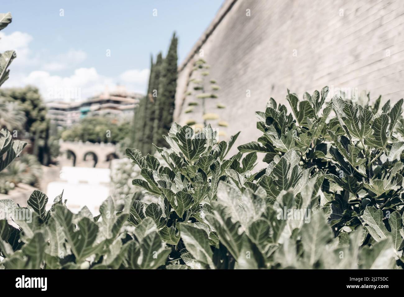 Closeup of fig leaves in public park, selective focus. Blurred old town wall urban background. Palma de Mallorca, Spain, Balearic islands. European Stock Photo