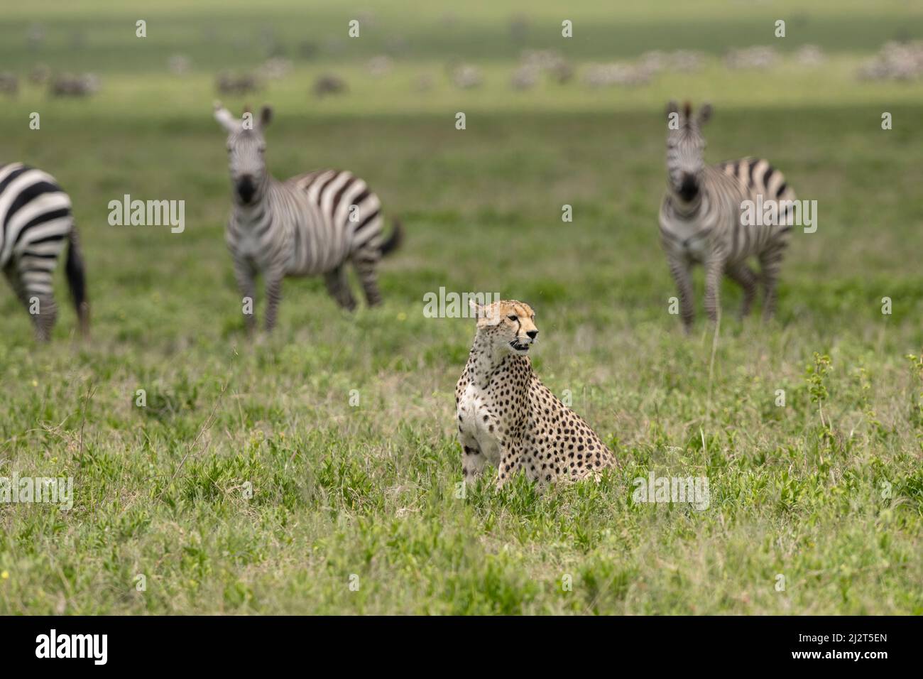 Zebras watching a cheetah, Tanzania Stock Photo