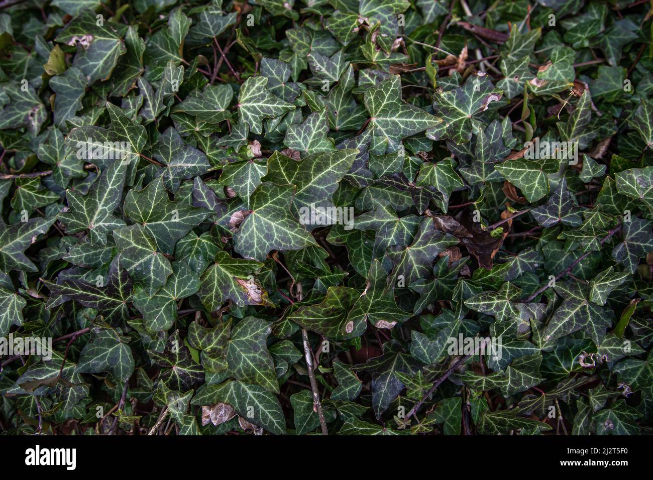 Climbing poison ivy in hi-res stock photography and images - Alamy