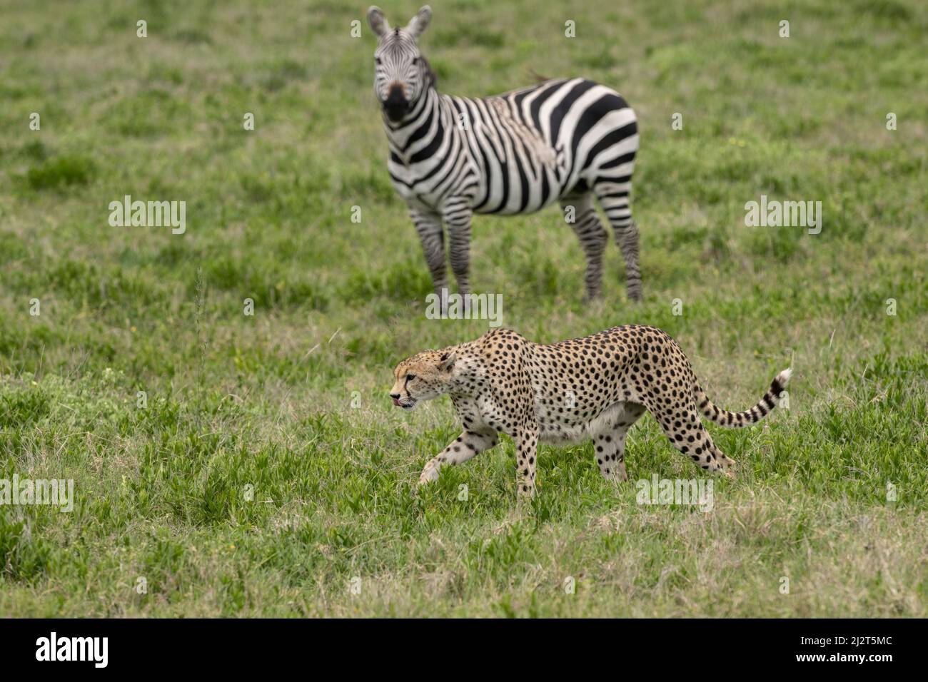 Zebras watching a cheetah, Tanzania Stock Photo