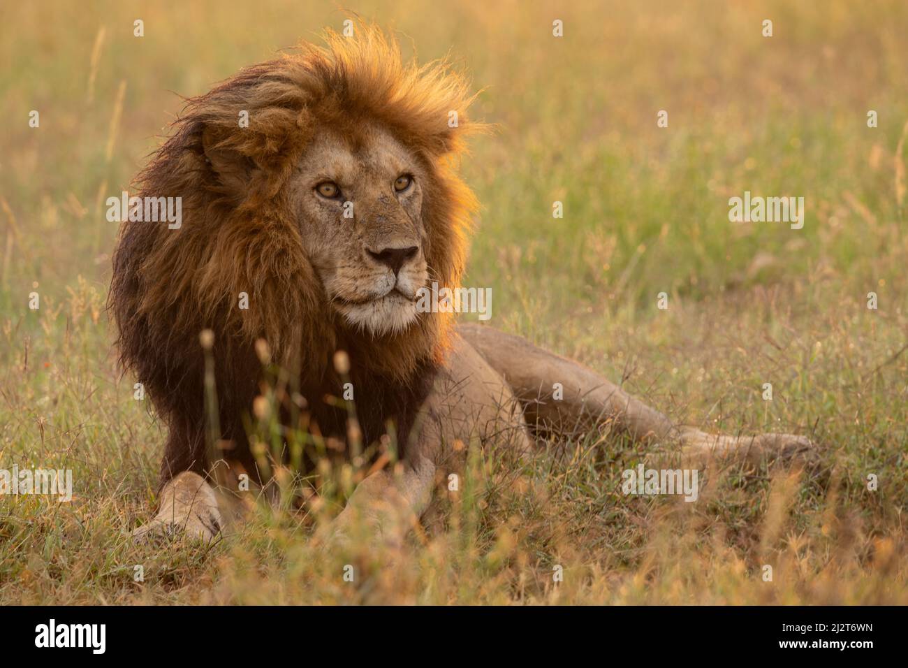 African lion, Tanzania Stock Photo - Alamy