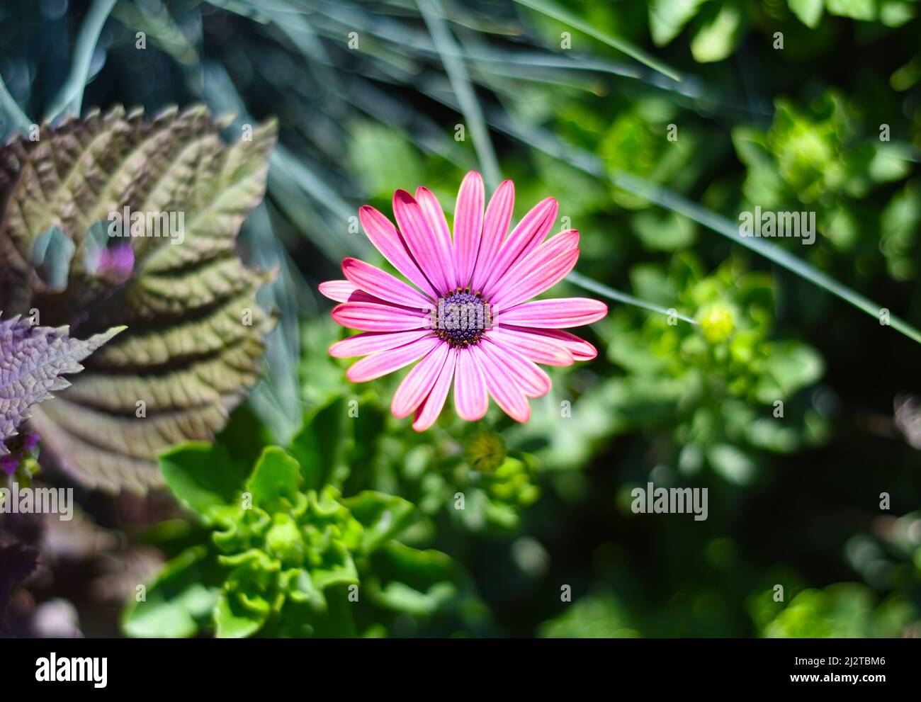 Osteospermum known as the daisybush or African Stock Photo