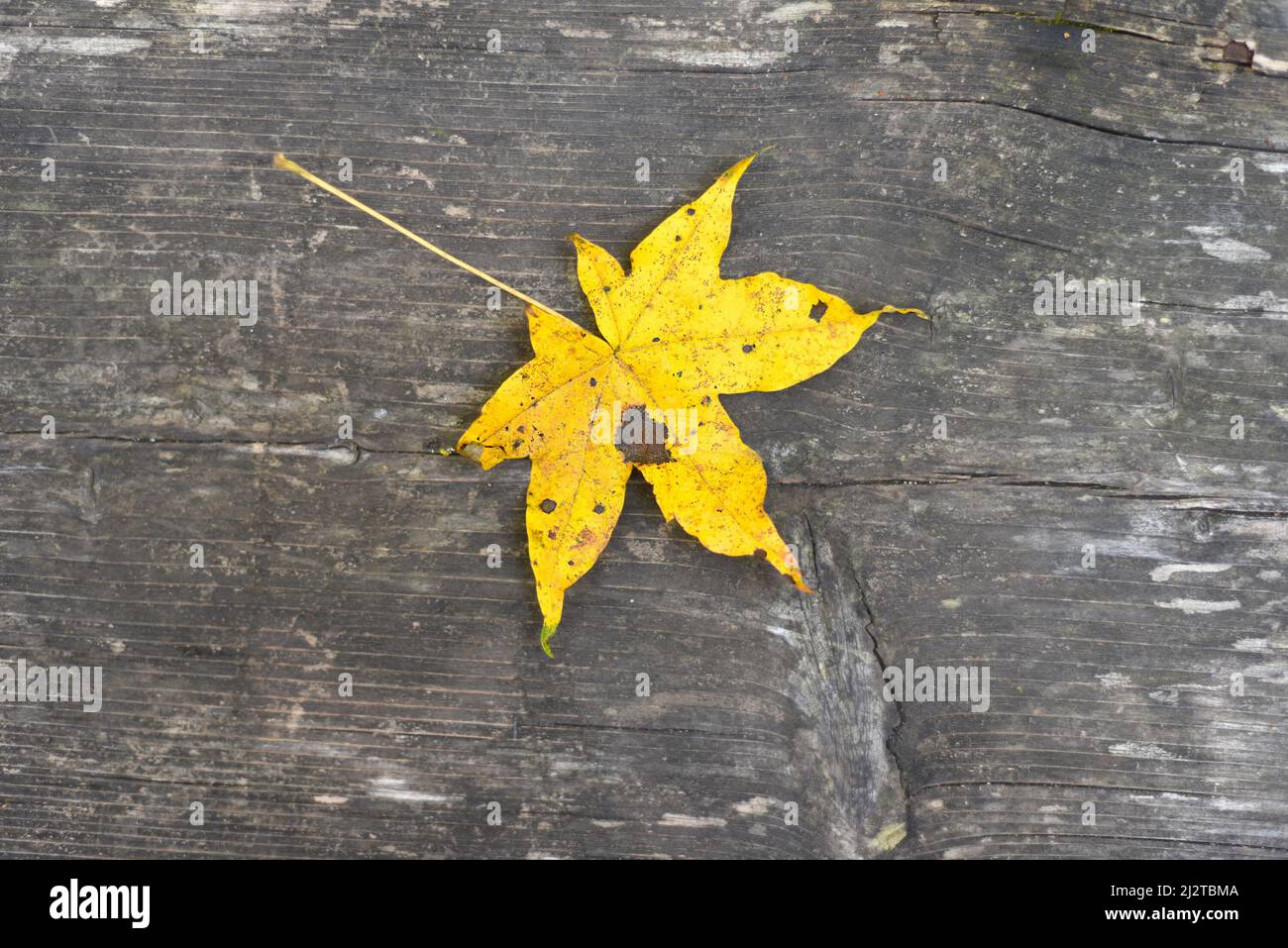 Bright yellow leaf on gray wooden background close up Stock Photo