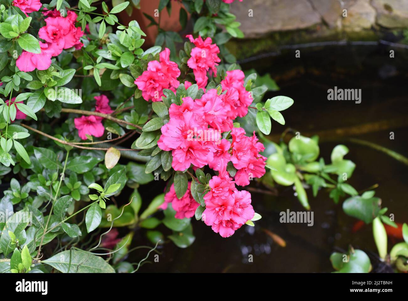 Rhododendron Bunde Schame or Azalea indica Stock Photo
