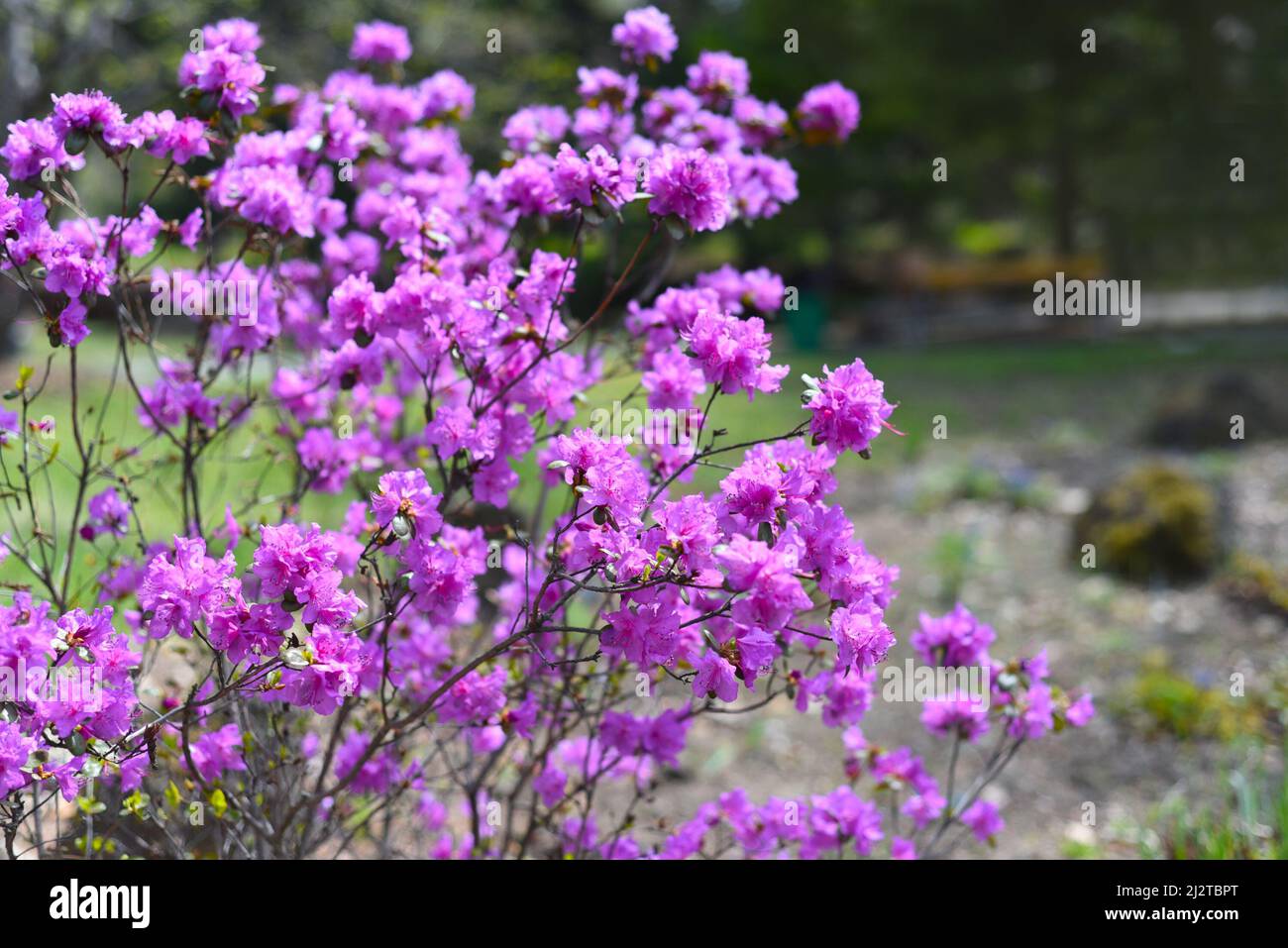 Rhododendron mucronulatum growing in Far East of Russia in spring Stock Photo