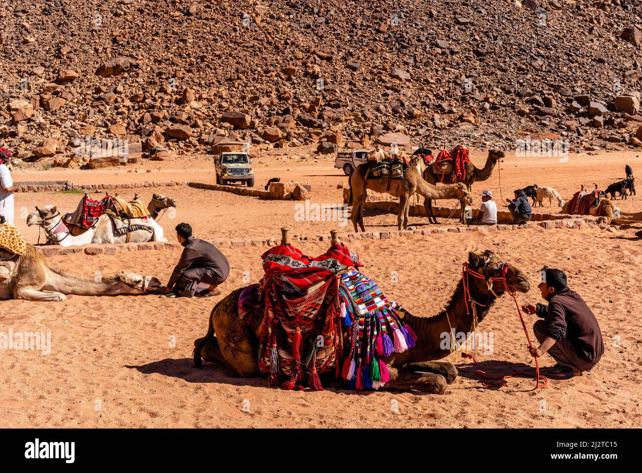 Local Bedouins With Their Camels Wait For Tourists At Lawrence.’s Spring, Wadi Rum, Jordan. Stock Photo