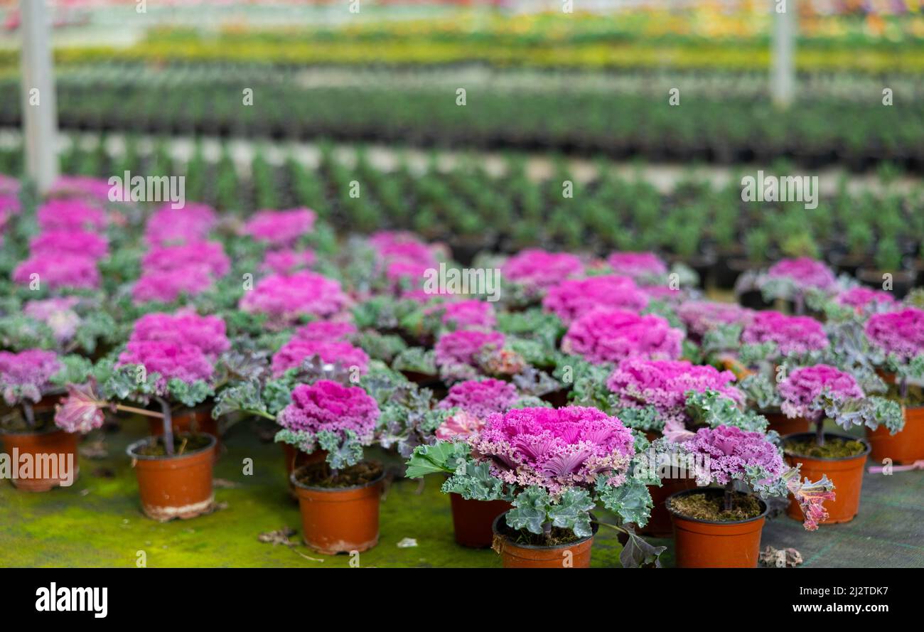 Cauliflower growing at greenhouse farm Stock Photo Alamy