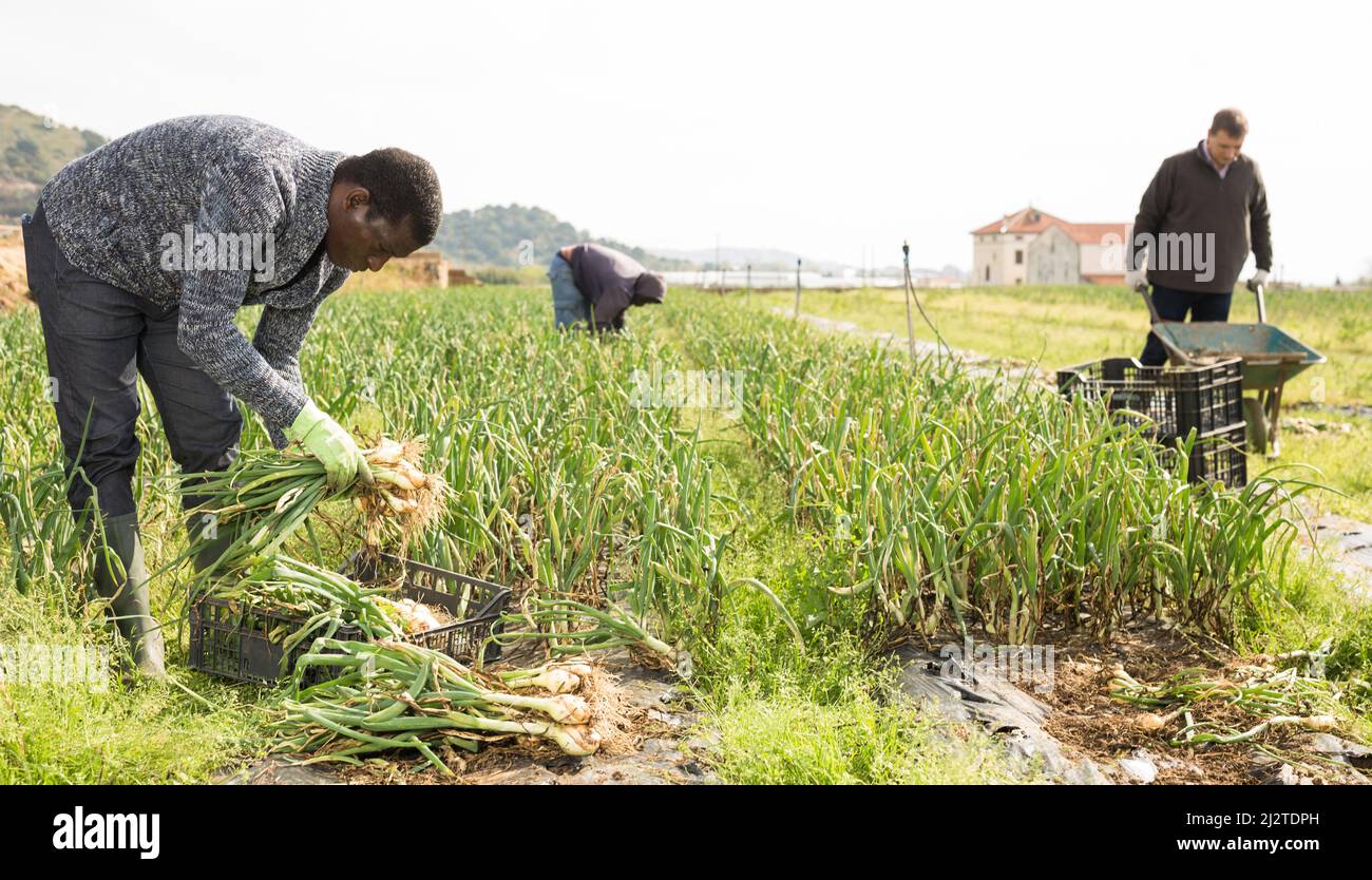Onion cultivars hi-res stock photography and images - Alamy