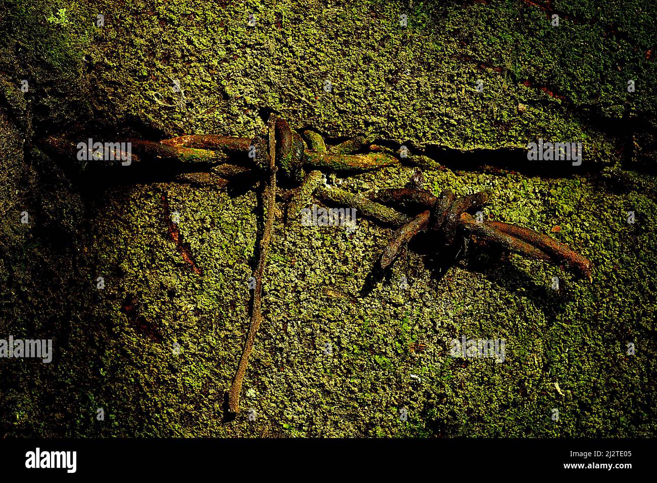 Section of barbed wire embedded in growing tree trunk Stock Photo