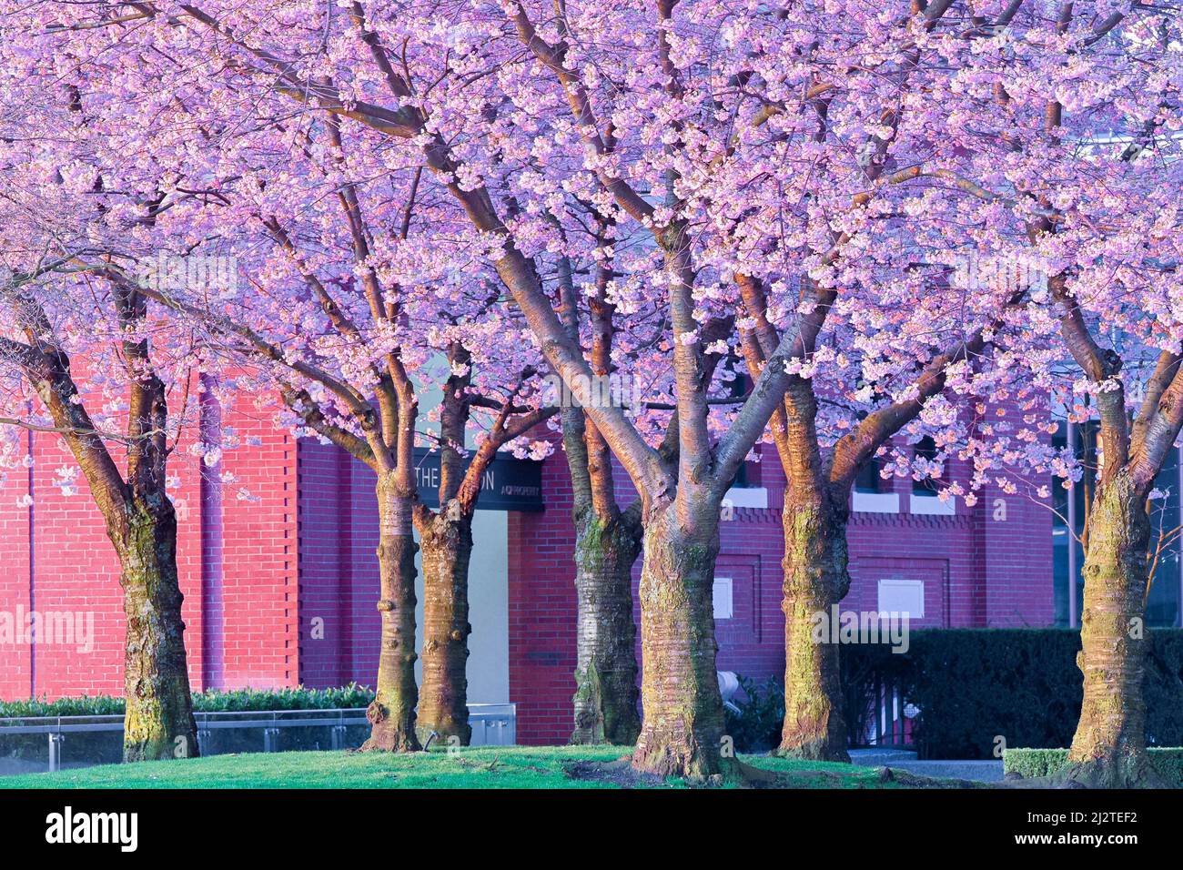 Flowering Cherry trees, Granville Square, Vancouver, British Columbia