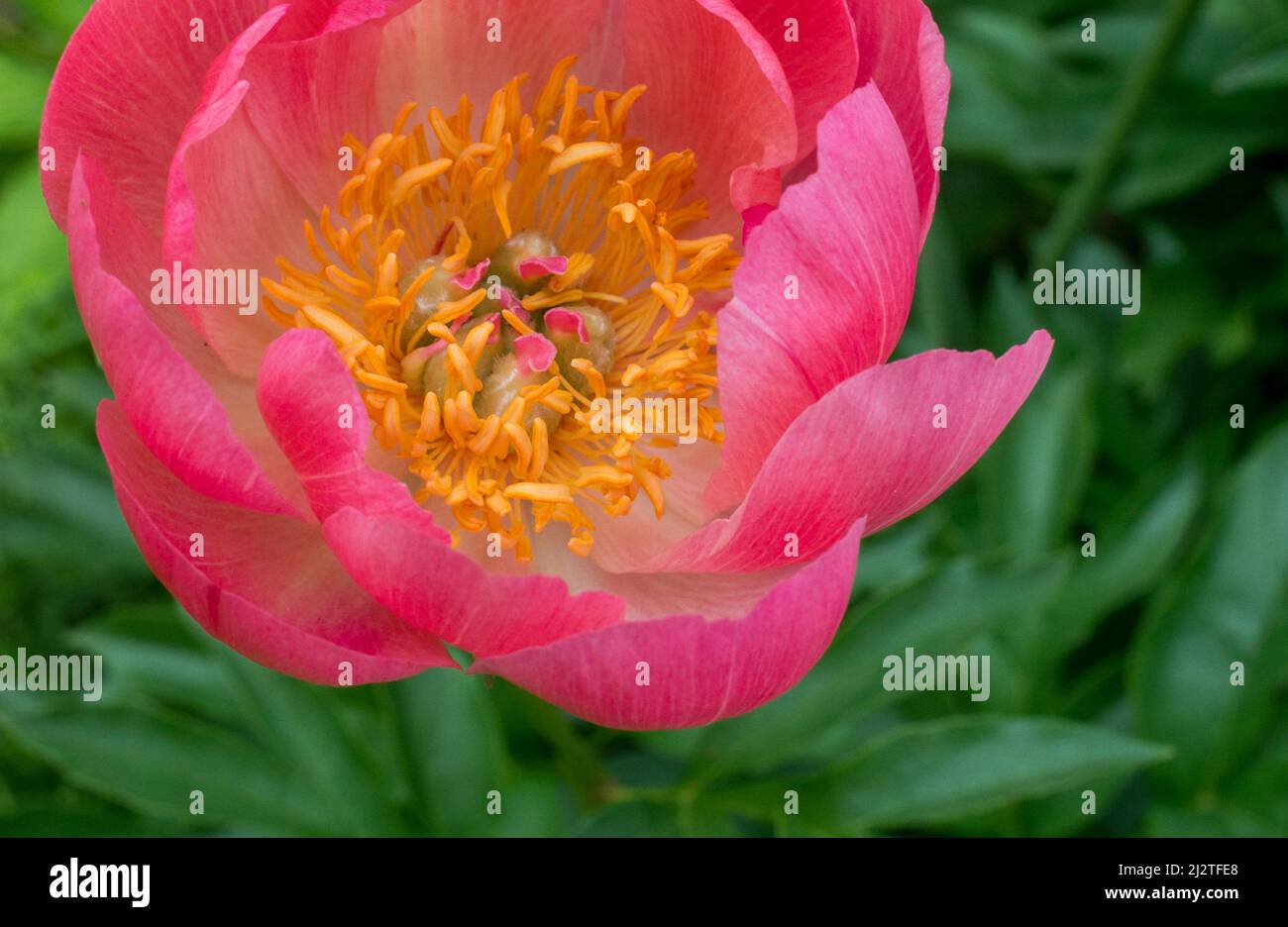 Close up of a delicate tulip shows incredible detail inside this simple ...