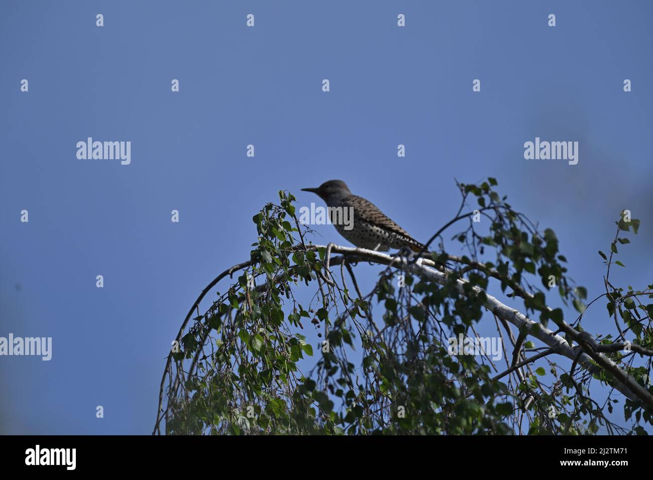 Northern flicker Colaptes auratus Stock Photo Alamy