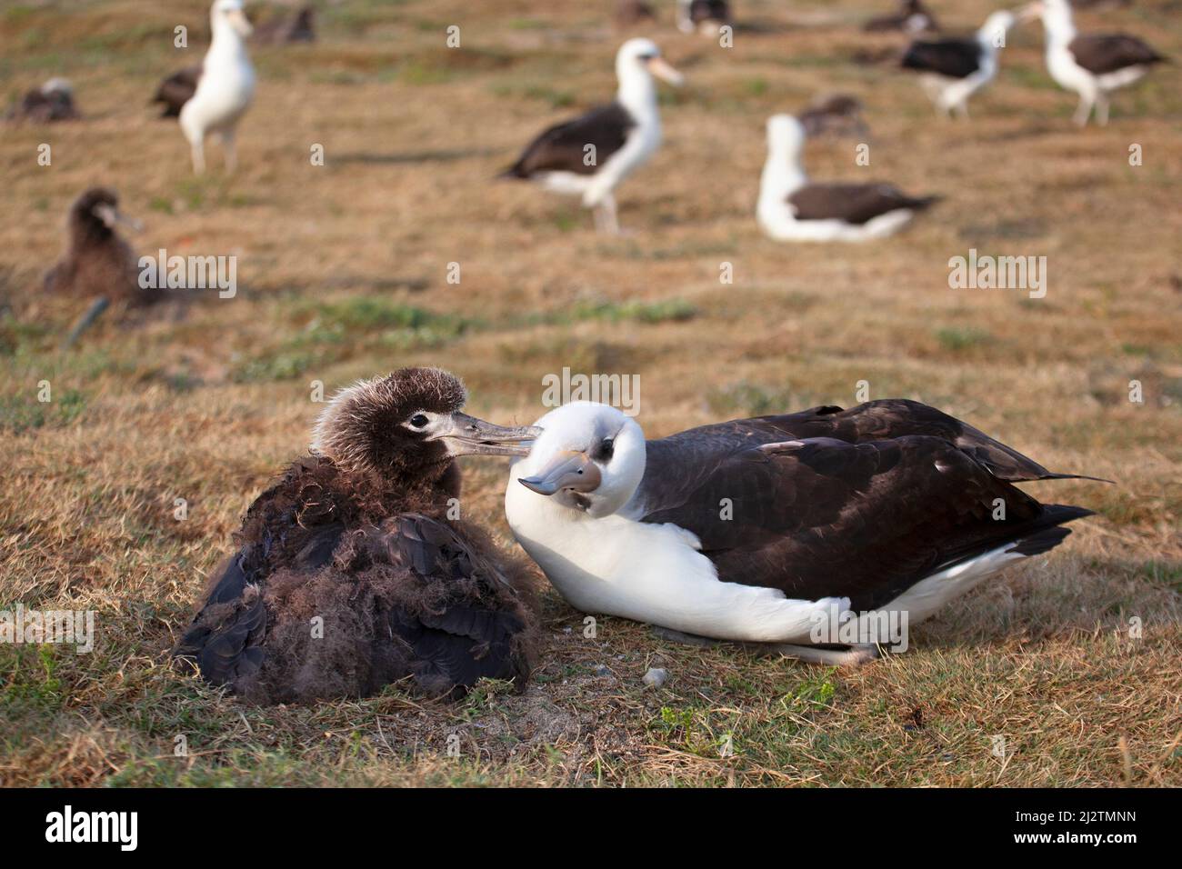Laysan Albatross chick grooming adult bird. Phoebastria immutabilis Stock Photo