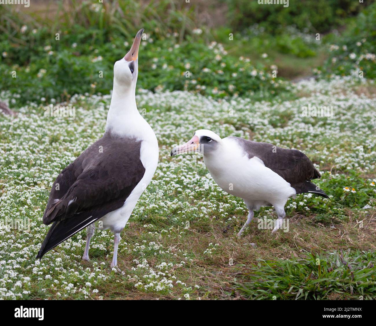 Laysan Albatross courtship dance with one bird sky-pointing in a field of Sweet Alyssum flowers. Phoebastria immutabilis, Lobularia maritima Stock Photo