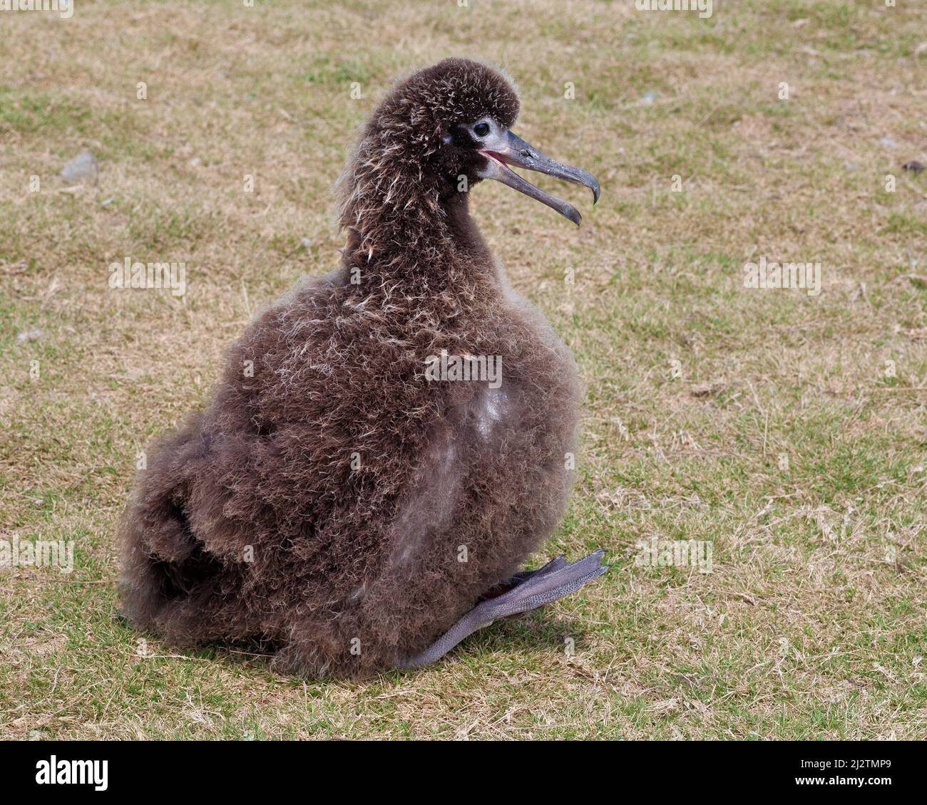 Laysan Albatross chick cooling itself off in hot spring weather by dissipating heat: panting and lifting webbed feet off the ground for air flow. Stock Photo