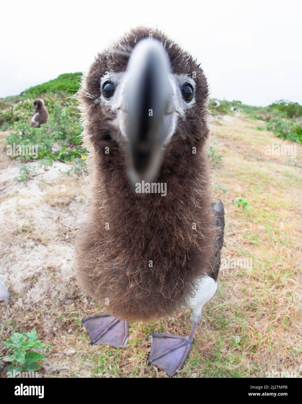 Close up of curious Laysan Albatross chick peering into camera lens Stock Photo