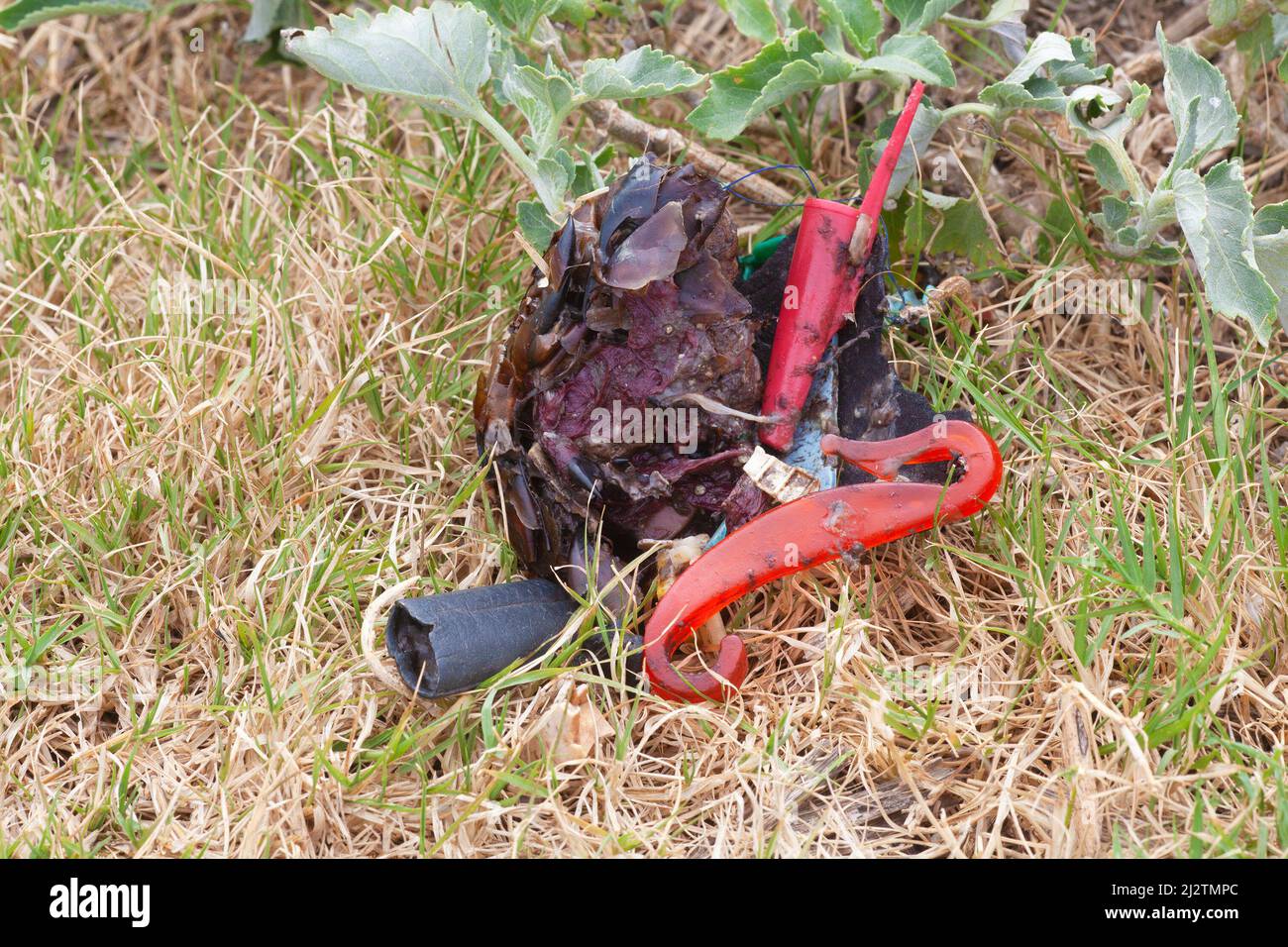 Seabird bolus of undigestible material, squid beaks and plastic waste from the ocean that were fed to a Laysan Albatross chick and regurgitated Stock Photo