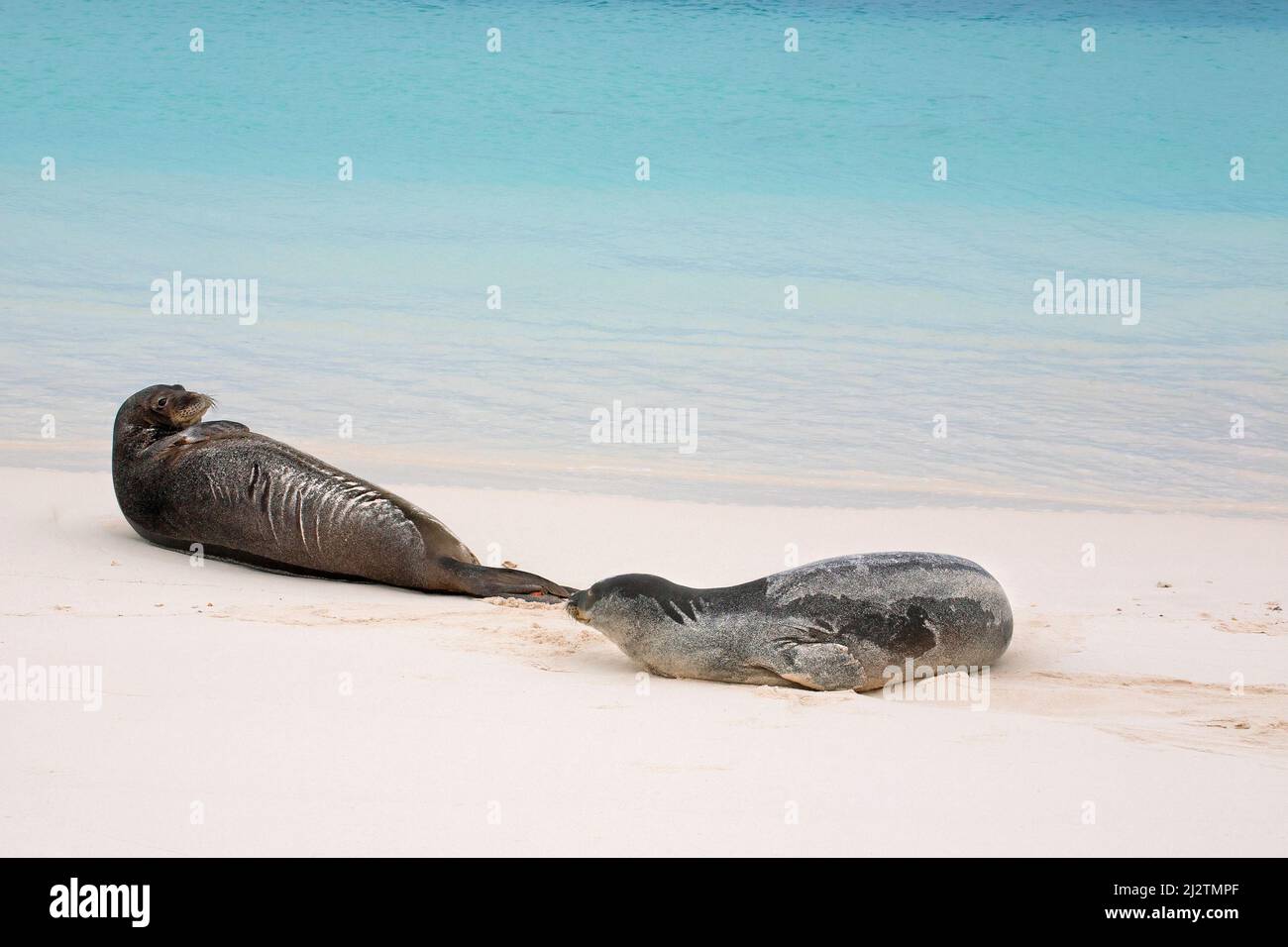 Endangered Hawaiian Monk Seals on Sand Island, Midway Atoll, in Papahanaumokuakea Marine National Monument, Pacific Ocean. Neomonachus schauinslandi Stock Photo