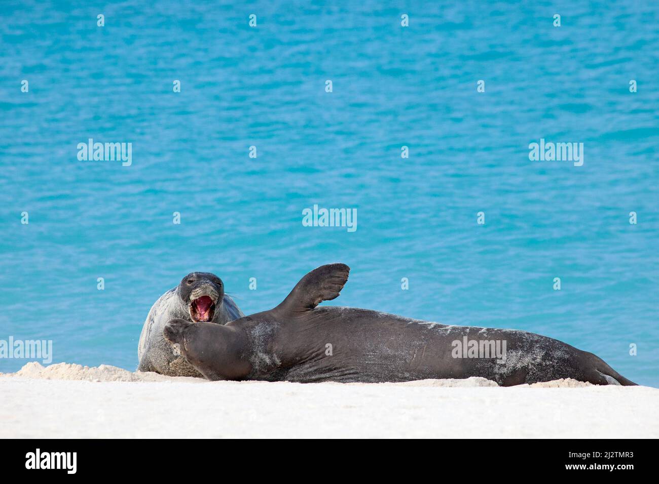 Endangered Hawaiian Monk Seals greeting vocalization on Midway Atoll in Papahanaumokuakea Marine National Monument. Neomonachus schauinslandi Stock Photo