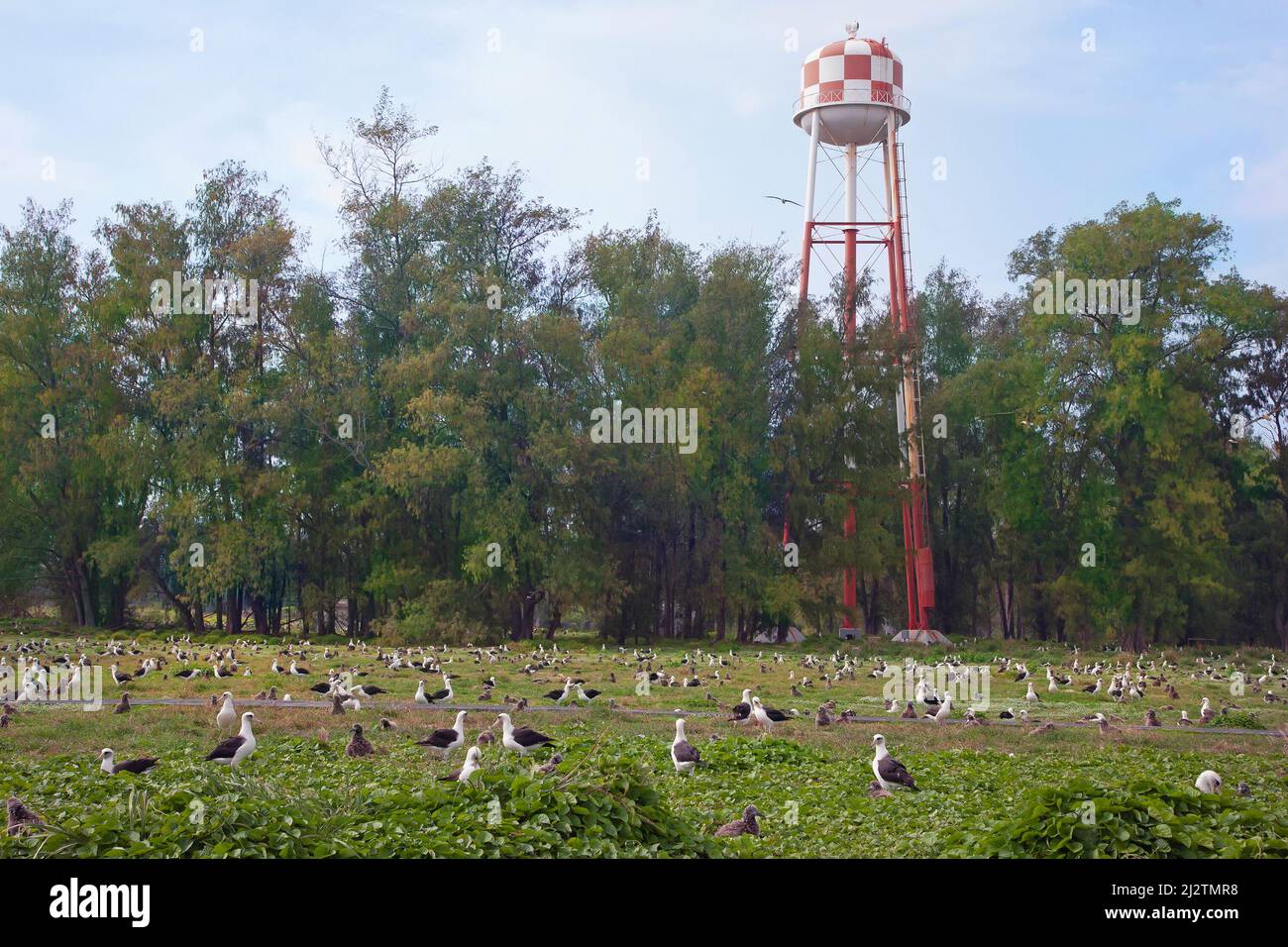 Laysan Albatross colony. Midway Atoll water tower stores rainwater and the beacon serves as a navigation aid for the island. Phoebastria immutabilis Stock Photo