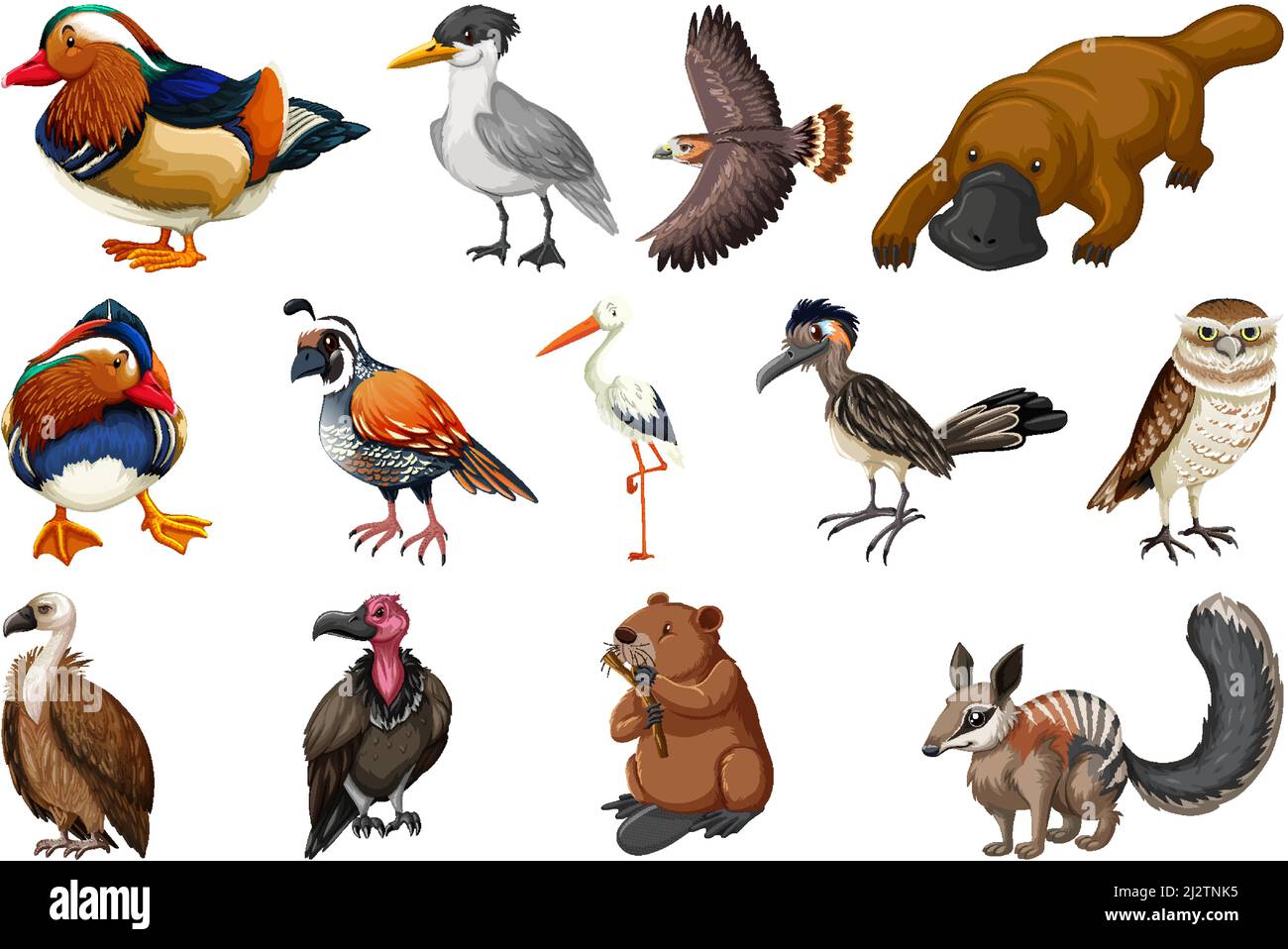 Different kinds of animals collection illustration Stock Vector Image ...