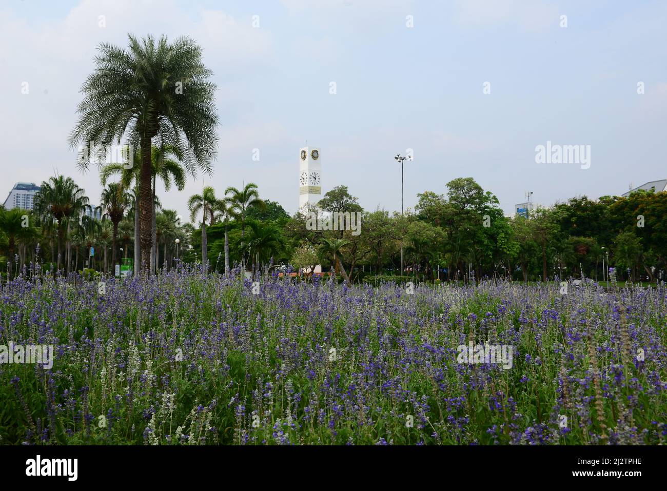 BANGKOK, THAILAND - FEBRUARY 17,2022 :  Blue salvia flower fields at Chatuchak Park Stock Photo